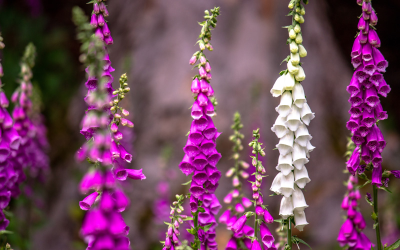 Foxglove Flower Meaning Foxglove Flower Meaning